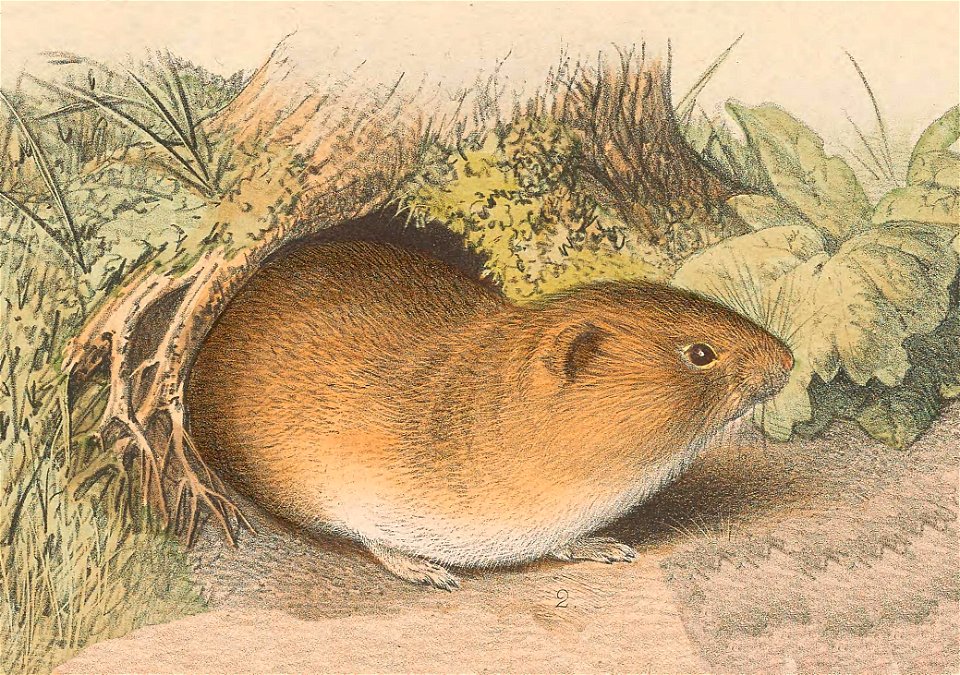 Microtus fortis from Plate on the page 267.