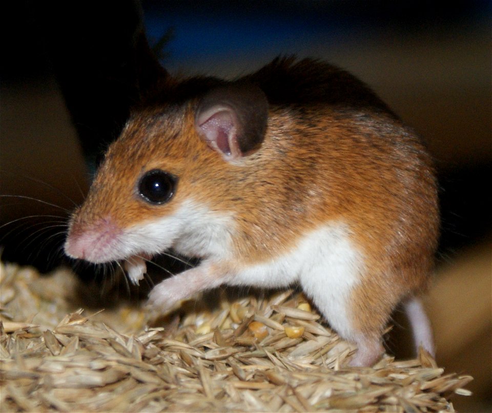 African Pygmy Mouse (Mus musculoides) eating millet and grass seed photo