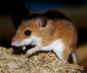 African Pygmy Mouse (Mus musculoides) eating millet and grass seed photo