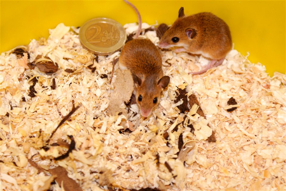 Two African Pygmy Mice (Mus musculoides) next to an 2-Euro-Coin