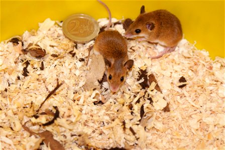 Two African Pygmy Mice (Mus musculoides) next to an 2-Euro-Coin
