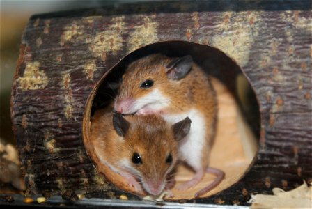 Two African Pygmy Mouse (Mus musculoides) resting photo