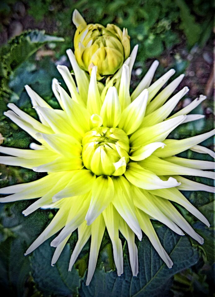 Composites white blossom bud