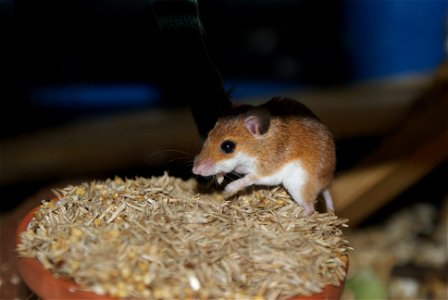 African Pygmy Mouse (Mus musculoides) eating millet and grass seed photo