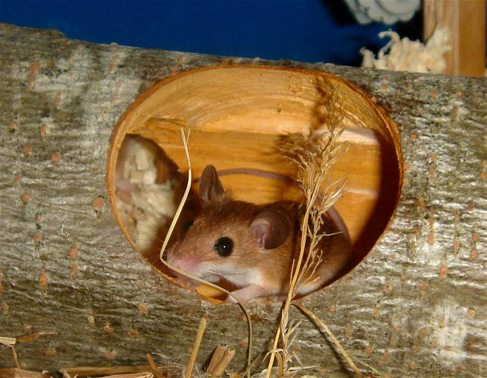 African Pygmy Mouse (Mus musculoides)