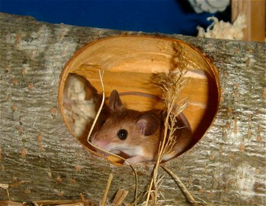 African Pygmy Mouse (Mus musculoides) photo