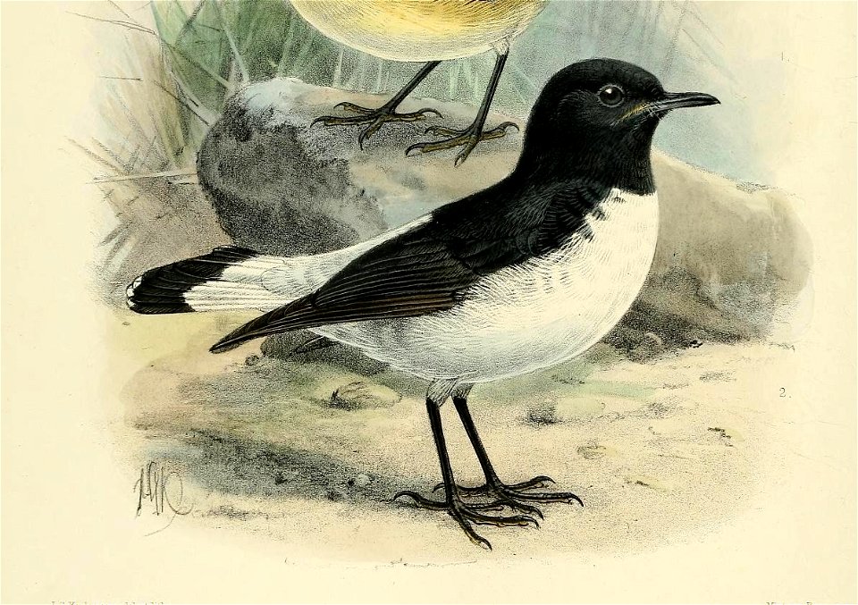 638 
«j. sniaiia aU2 .c I . 
1. RED-TAILED CHAT 
SAXICOLA CHRYSOPYGIA. 
2. HUMES CHAT. 
SAXICOLA ALBIN1GRA. 

ISriter-rLSros .
