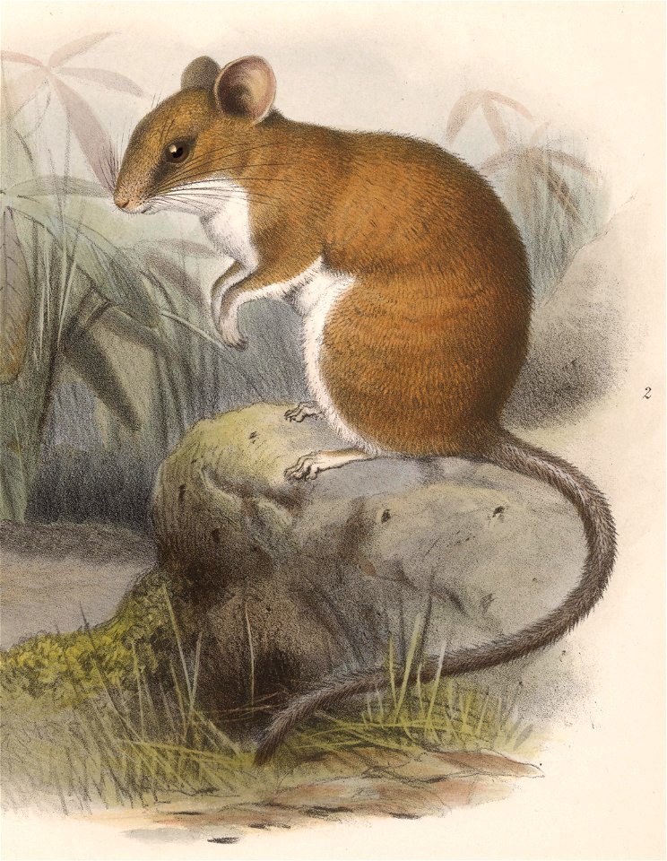 en:Sumichrast's vesper rat (Nyctomys sumichrasti)