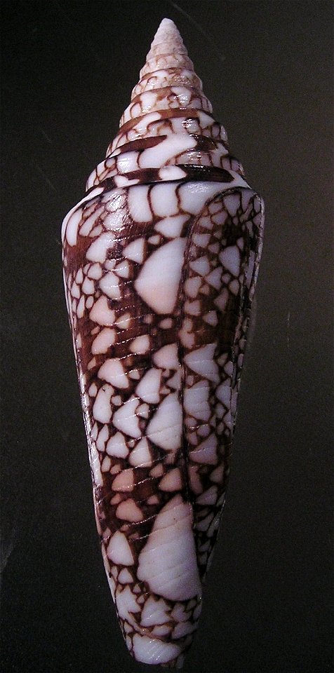 Conus milneedwardsi Jousseaume, 1894; a conesnail from the family Conidae; India