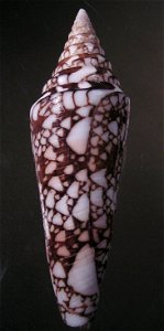 Conus milneedwardsi Jousseaume, 1894; a conesnail from the family Conidae; India