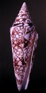 Conus milneedwardsi Jousseaume, 1894; a conesnail from the family Conidae; India