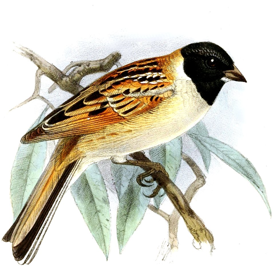 Emberiza schoeniclus passerina and E. yessoensis