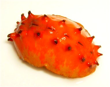 Cryptoconchus porosus (butterfly chiton)