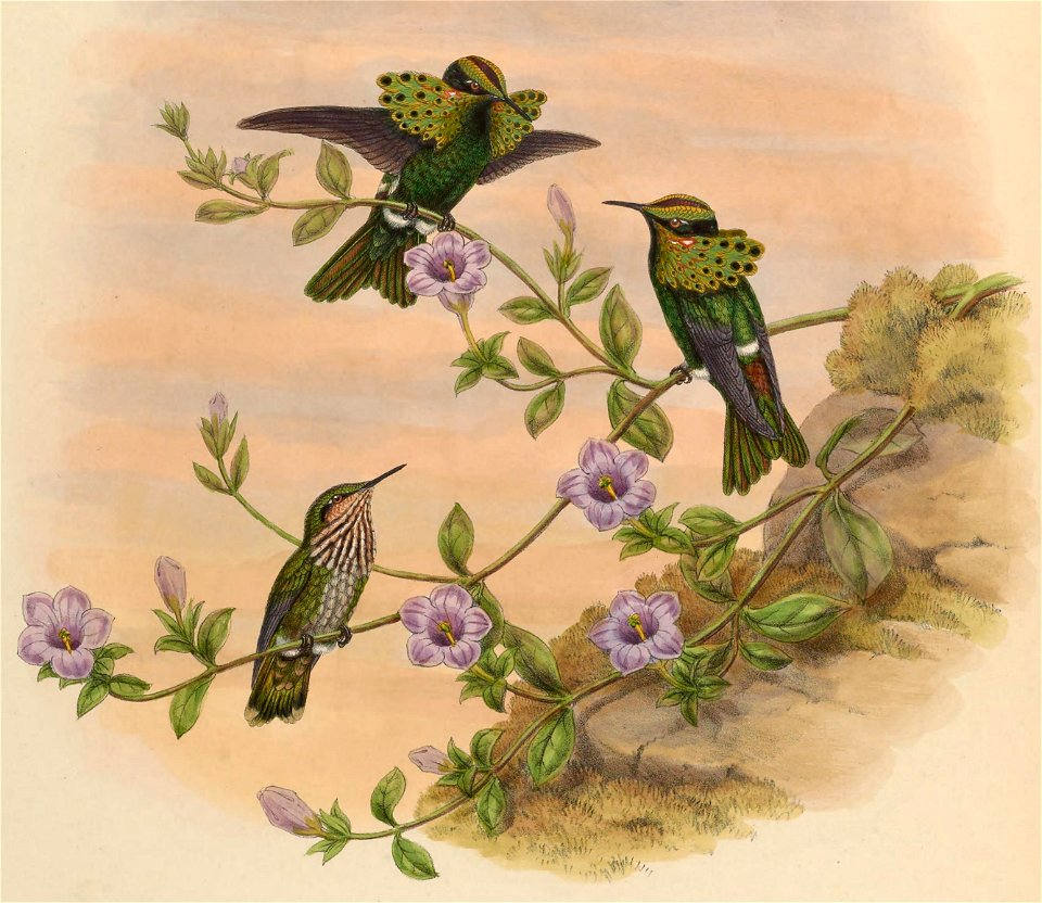 Lophornis pavoninus, Salvin y Godman, 1882. Ilustración en A monograph of the Trochilidae, or family of humming-birds de  John Gould.