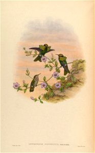 Lophornis pavoninus