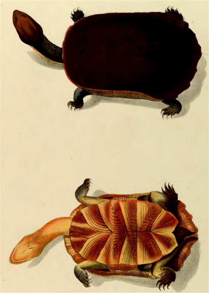 Delectus florae et faunae Brasiliensis ?jussu et auspiciis Francisci I, Austriae imperatoris investigatae.