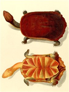 Hydromedusa maximiliani