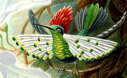 Dot-eared Coquette male (drawn from millinery specimen, body position is not natural)