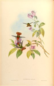 Lophornis gouldii [1]