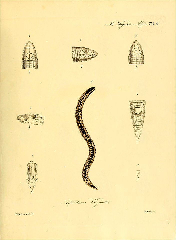 Amphisbaena s. Tragonophis Wiegmannii mit den nöthigen Details. Vgl. die Erklärung Bd. III. Seite 129.