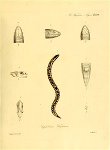 Amphisbaena s. Tragonophis Wiegmannii mit den nöthigen Details. Vgl. die Erklärung Bd. III. Seite 129.