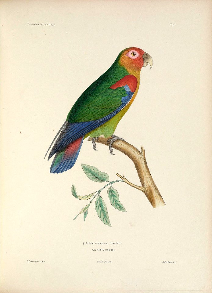 ICONOGRAPHIE ORNITHOLOGIQUE 
FL 15. 
l Psittacus amazonmus . ( 0. des Murs. 
PERRUCHE AMAZOÎTINE. 
AFrérost pinx. et Iith. 
Lith. de Becquet. 

O.desÂluis dir.'