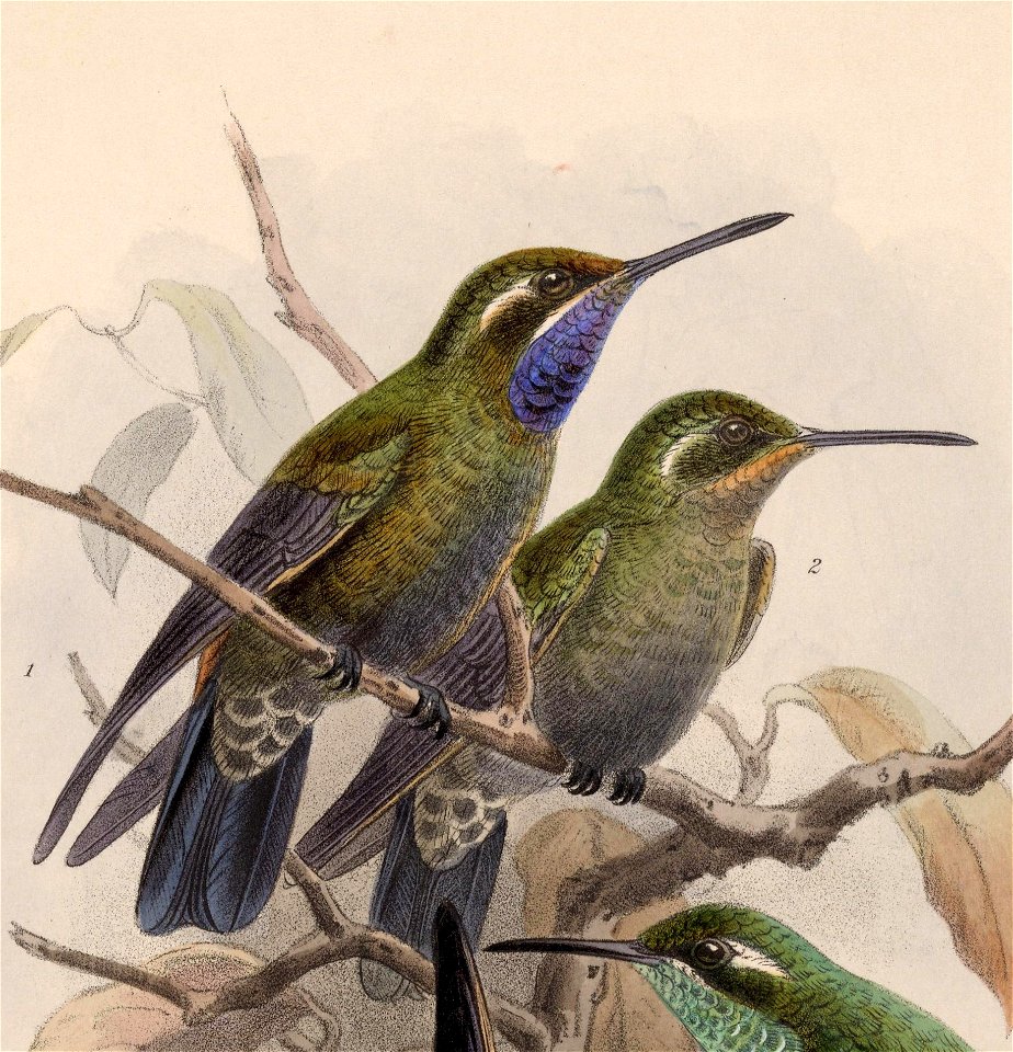 English:  « Delattria margarethae » = Lampornis amethystinus margaritae (Subspecies of Amethyst-throated Mountaingem) - male and femaleFrançais :  « Delattria m