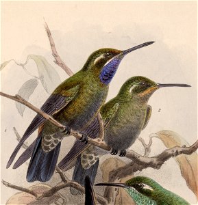 English:  « Delattria margarethae » = Lampornis amethystinus margaritae (Subspecies of Amethyst-throated Mountaingem) - male and femaleFrançais :  « Delattria m