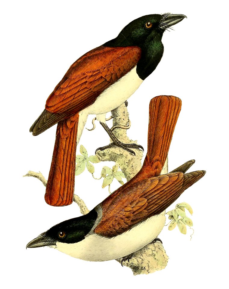Pachycephala rufa = Schetba rufa (Rufous Vanga)