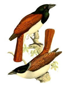 Pachycephala rufa = Schetba rufa (Rufous Vanga)