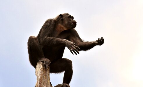 Animal ape mammal