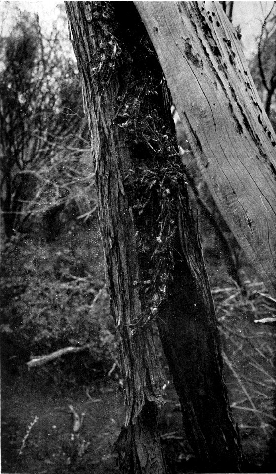 Caption, removed, states "Nest of Chestnut-rumped Tit (Acanthiza uropygialis), in pipe of bark. "