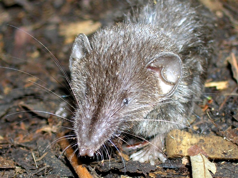 common Mindanao shrew (Crocidura beatus?)