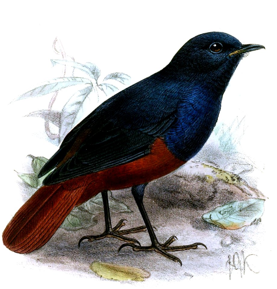 Chimarrhornis bicolor = Rhyacornis bicolor