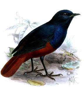 Chimarrhornis bicolor = Rhyacornis bicolor