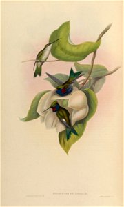 Heliomaster angelae = Heliomaster furcifer [1]