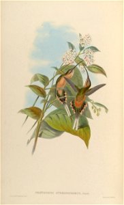 Phaethornis syrmatophorus photo