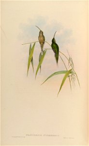Phaethornis intermedius = Phaethornis squalidus [1]
