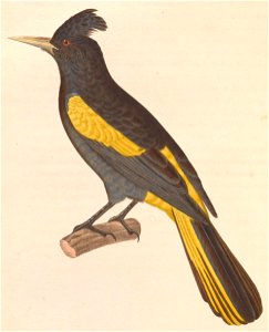 English:  « Icterus diadematus » = Cacicus melanicterus (Yellow-winged Cacique)Français :  « Icterus diadematus » = Cacicus melanicterus (Cassique à ailes 