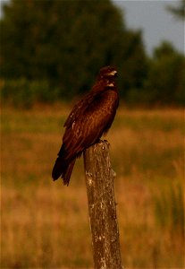 Kite bird photo