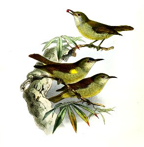 Anthreptes simplex