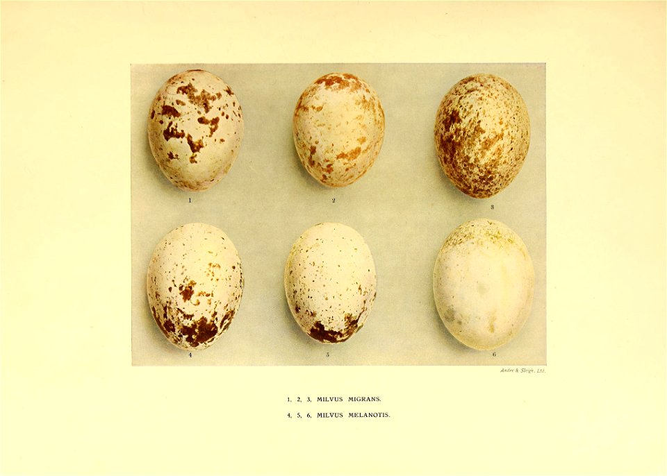 A synopsis of the Accipitres (diurnal birds of prey) : comprising species and subspecies described up to 1920, with their characters and distribution /