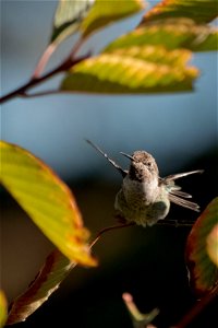 Anna's Hummingbird female

You are free to use this image with the following photo credit: Peter Pearsall/U.S. Fish and Wildlife Service