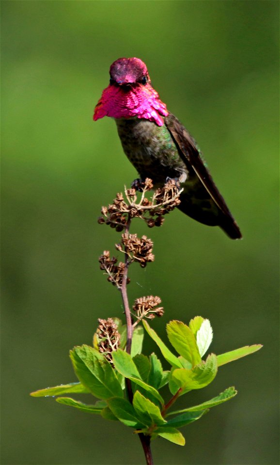 Anna's Hummingbird male

You are free to use this image with the following photo credit: Peter Pearsall/U.S. Fish and Wildlife Service