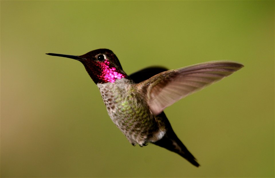 Although the most common of all California hummingbirds, Anna’s hummingbird is the only species to produce a song.