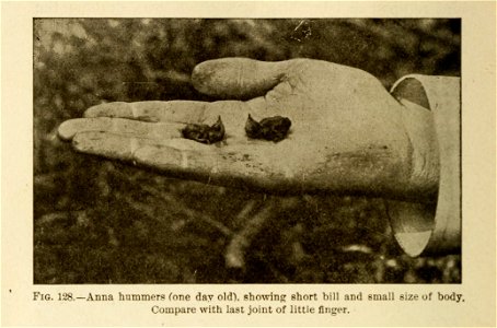 Fig. 128. Anna hummers (Calypte anna) (one day old) showing short bill and small size of body. Compare with last joint of little finger.