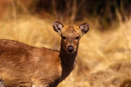 Image title: Chinese water deer Image from Public domain images website, http://www.public-domain-image.com/full-image/fauna-animals-public-domain-images-pictures/deers-public-domain-images-pictures/c photo