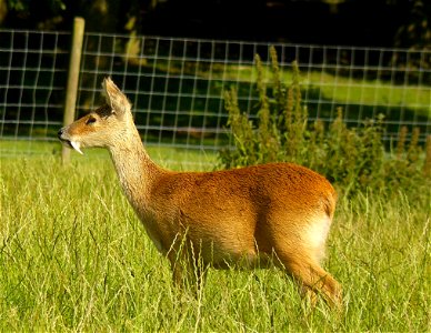 Male Water deer (Hydropotes inermis) at Whipsnade Zoo, UK photo