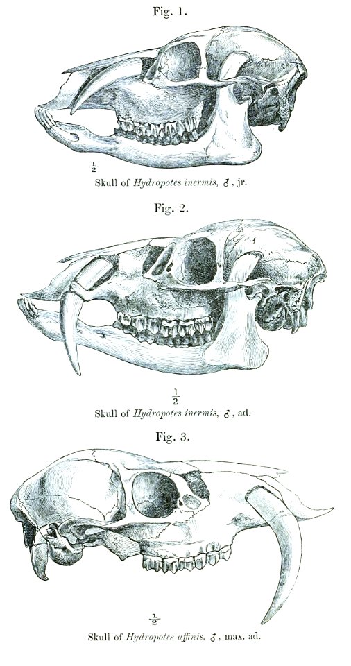Water Deer, young (top), adult (center) and very old (bottom) males, skulls from lateral photo