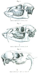 Water Deer, young (top), adult (center) and very old (bottom) males, skulls from lateral